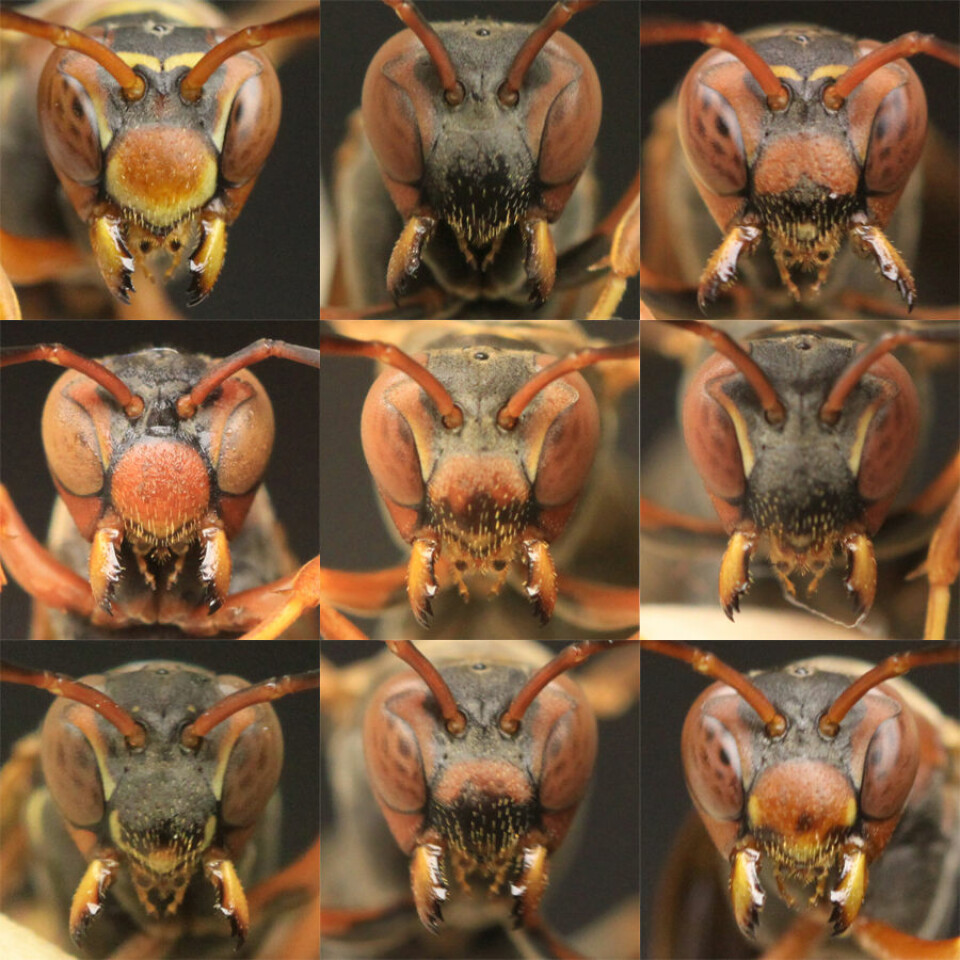 Ser du forskjell? Vepser av arten Polistes fuscatus har temmelig ulike ansikter, og er også forbløffende flinke til å kjenne hverandre igjen. (Foto: Science/AAAS)