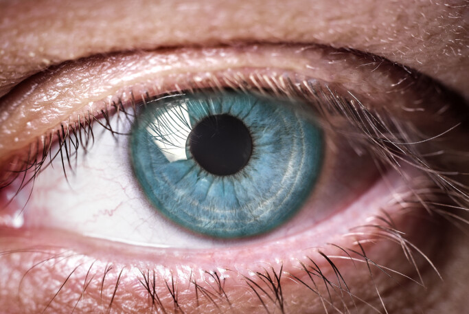 “The octopus has an eye that looks a lot like our human eye, except that it is much better!”, explains Sætre. “The octopus has an eye that looks a lot like our human eye, except that it is much better!”, explains Sætre.