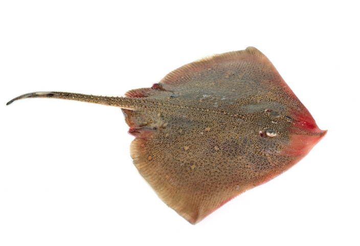 The ancestors of modern day rays – like the manta ray – went through a similar evolution: they increased their survival rates by becoming flat and easier to hide, but they did not lie down sideways as the ancestral flatfish. Instead, they settled straight down on the seafloor and started flattening themselves while keeping the original symmetry. The ancestors of modern day rays – like the manta ray – went through a similar evolution: they increased their survival rates by becoming flat and easier to hide, but they did not lie down sideways as the ancestral flatfish. Instead, they settled straight down on the seafloor and started flattening themselves while keeping the original symmetry.