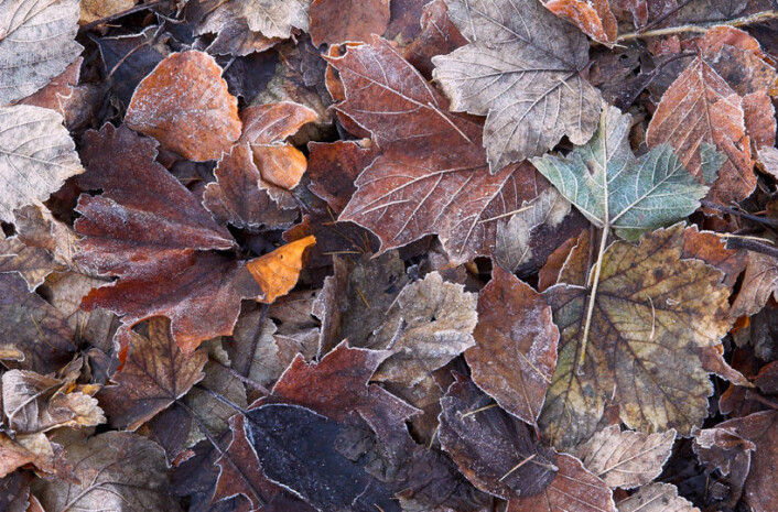 (Illustrasjonsfoto: www.colourbox.no) (Illustrasjonsfoto: www.colourbox.no)