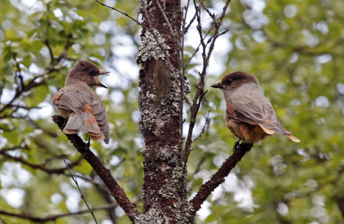 Lavskrika er et hyggelig bekjentskap ved bålet i furuskogen. (Foto: Hans Petter Kristoffersen / Skog og landskap) Lavskrika er et hyggelig bekjentskap ved bålet i furuskogen. (Foto: Hans Petter Kristoffersen / Skog og landskap)