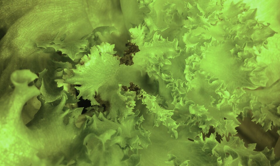 Dyrking av salat i vann kan lettere føre til skader i bladspissene på eldre blad og i bladkanten på yngre blad. Slik skade viser seg som brune flekker med dødt plantemateriale.