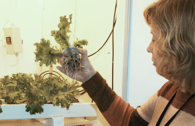 Professor Sissel Torre forteller at plantene utvikler vannrøtter, som har mindre forgreninger enn jordrøtter, er tjukkere, kraftigere og vannfylte. Professor Sissel Torre forteller at plantene utvikler vannrøtter, som har mindre forgreninger enn jordrøtter, er tjukkere, kraftigere og vannfylte.