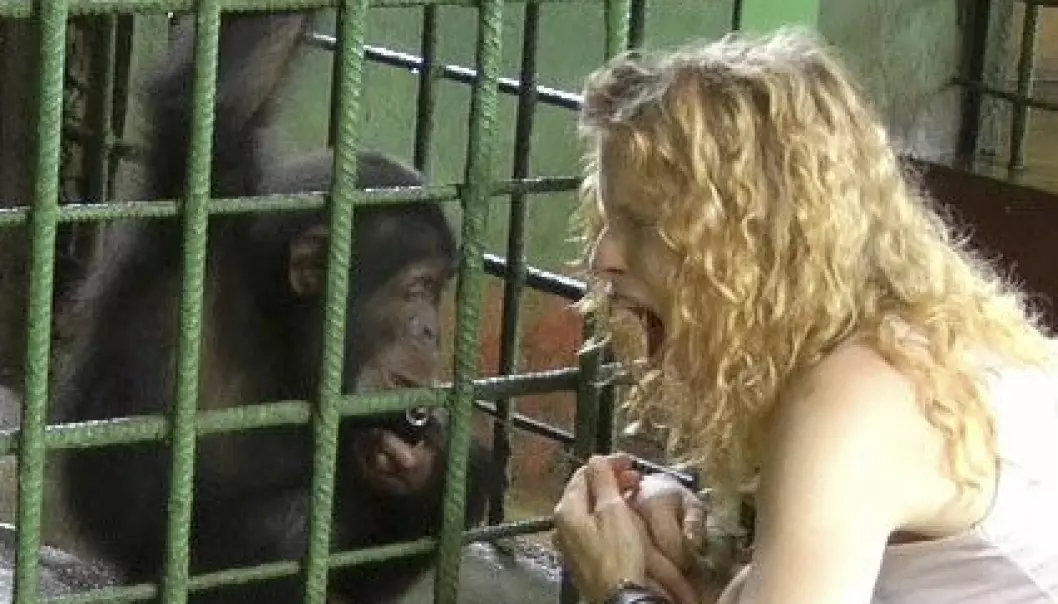 Sjimpanser smittes av menneskegjesp