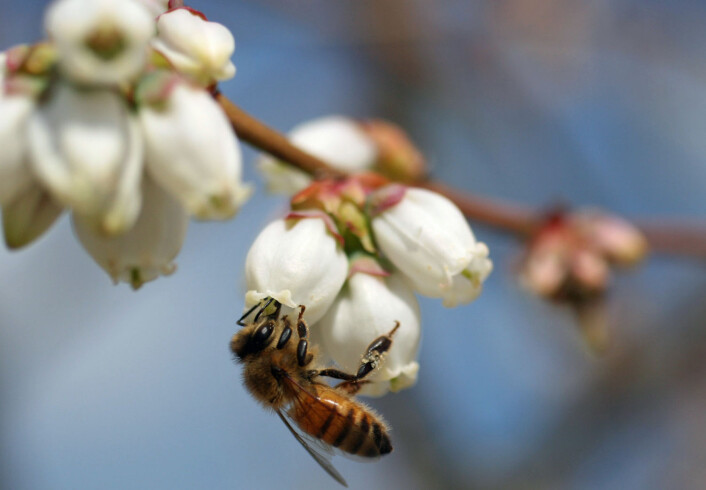 Blomster og bier – her er det europeisk honningbie som besøker blåbærblomstene. Disse biene er mange, men ikke så effektive. (Foto: Hannah Burrack, NCSmallFruitIPM) Blomster og bier – her er det europeisk honningbie som besøker blåbærblomstene. Disse biene er mange, men ikke så effektive. (Foto: Hannah Burrack, NCSmallFruitIPM)
