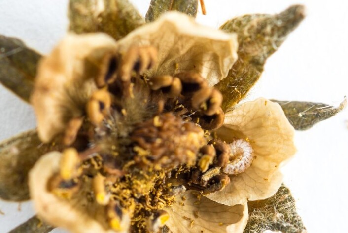 Larve i avbitt blomsterknopp. (Foto: Erling Fløistad) Larve i avbitt blomsterknopp. (Foto: Erling Fløistad)