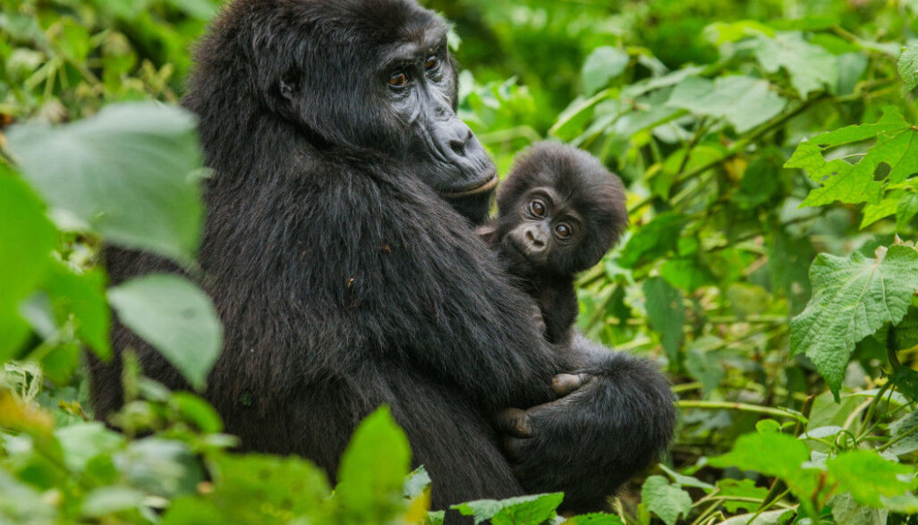 Det har blitt mange færre gorillaer i Kongo. Det skyldes blant annet at de blir forstyrret av folk leter etter metaller som skal brukes i mobiltelefoner. Det har blitt mange færre gorillaer i Kongo. Det skyldes blant annet at de blir forstyrret av folk leter etter metaller som skal brukes i mobiltelefoner.
