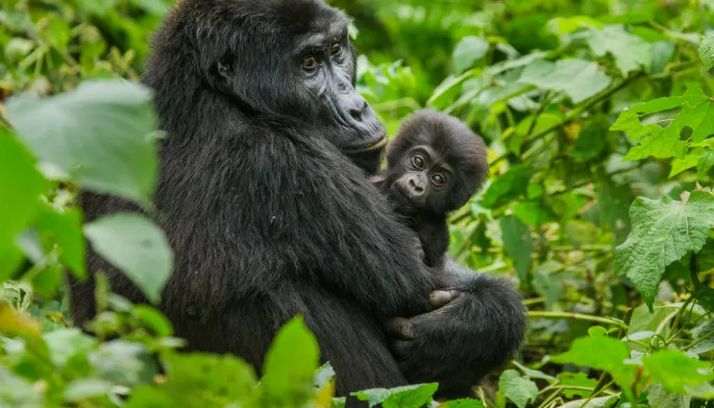 Det har blitt mange færre gorillaer i Kongo. Det skyldes blant annet at de blir forstyrret av folk leter etter metaller som skal brukes i mobiltelefoner.