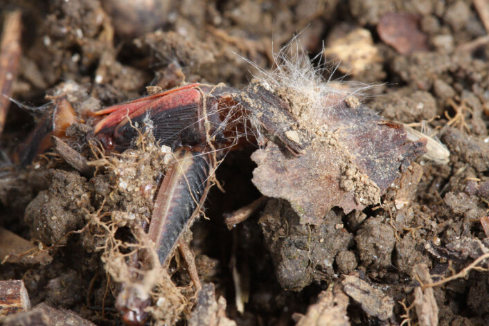 Nedbrutt gresshoppe (Melanoplus femurrubrum). (Foto: Dror Hawlena) Nedbrutt gresshoppe (Melanoplus femurrubrum). (Foto: Dror Hawlena)