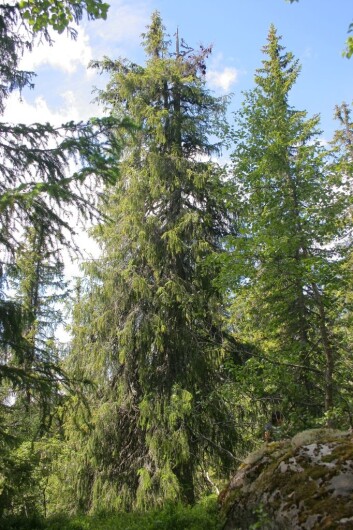 Den ser tilforlatelig ut, men nettopp dette treet er det eldste av sitt slag i hele nord-Europa. Det har levd i over 500 år. (Foto: Jørund Rolstad/Skog og Landskap) Den ser tilforlatelig ut, men nettopp dette treet er det eldste av sitt slag i hele nord-Europa. Det har levd i over 500 år. (Foto: Jørund Rolstad/Skog og Landskap)