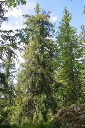 Den ser tilforlatelig ut, men nettopp dette treet er det eldste av sitt slag i hele nord-Europa. Det har levd i over 500 år. (Foto: Jørund Rolstad/Skog og Landskap)