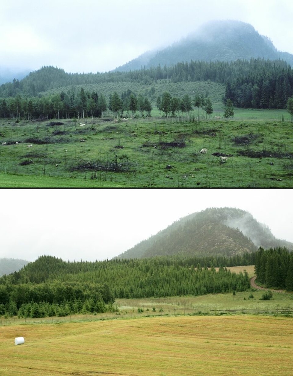 Nydyrking av jord er en måte å øke norsk matproduksjon på, men det er ikke mulig å få til overalt. Her ser vi to bilder fra et område i Nord-Trøndelag, der det øverste viser hvordan området så ut før det ble nydyrket i år 2000, og det nederste viser hvordan området ser ut etter nydyrking i år 2010. (Foto: Oskar Puschmann, Skog og landskap)