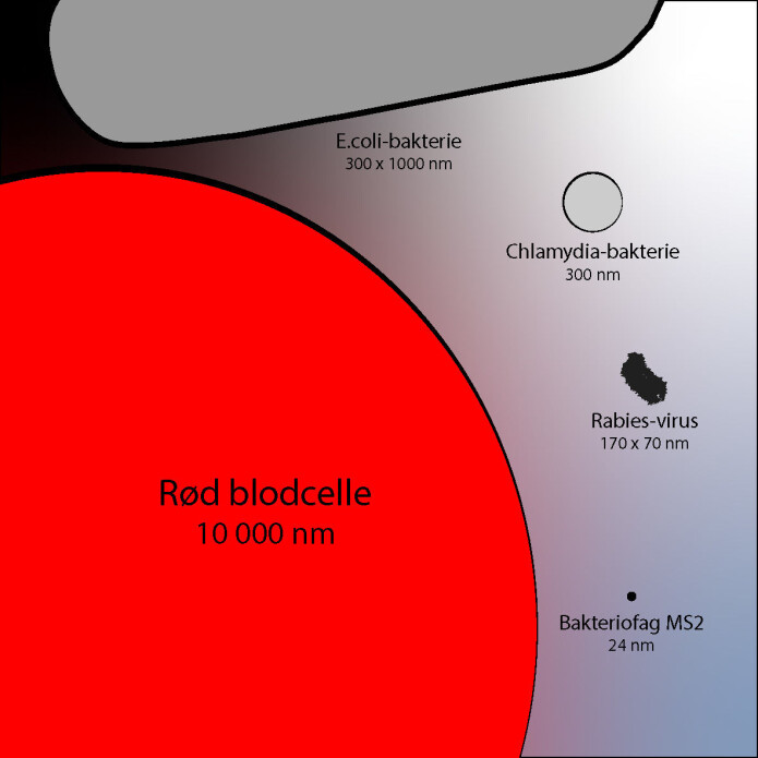 En enkel illustrasjon som sammenligner noen kjente bakterier og virus (på land) med en blodcelle. Bakteriofag er et virus som angriper bakterier. 1 millimeter =1000 mikrometer – 1 mikrometer =1000 nanometer (nm). En enkel illustrasjon som sammenligner noen kjente bakterier og virus (på land) med en blodcelle. Bakteriofag er et virus som angriper bakterier. 1 millimeter =1000 mikrometer – 1 mikrometer =1000 nanometer (nm).