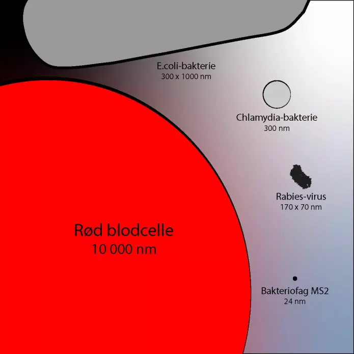 En enkel illustrasjon som sammenligner noen kjente bakterier og virus (på land) med en blodcelle. Bakteriofag er et virus som angriper bakterier. 1 millimeter =1000 mikrometer – 1 mikrometer =1000 nanometer (nm).