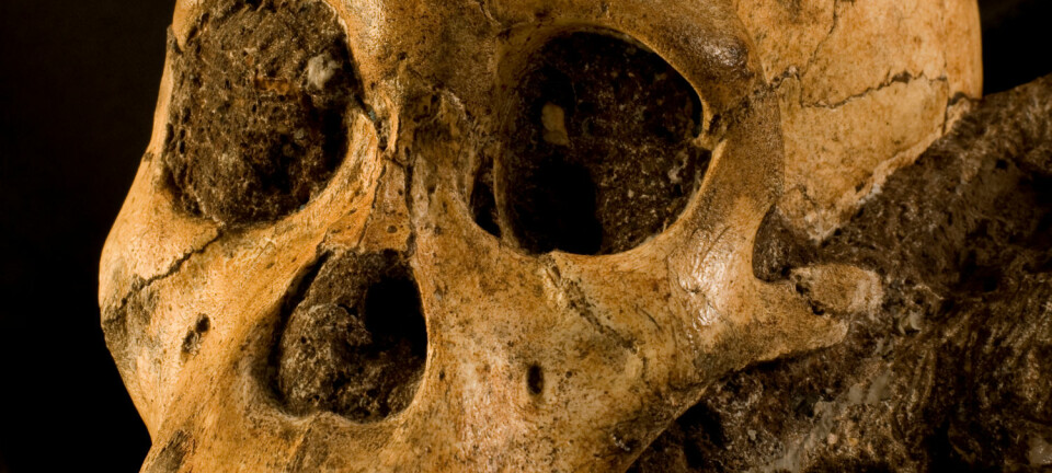 Kraniet til Karabo, den unge og uheldige Australopithecus sediba som falt ned i en hule og døde for nærmere to millioner år siden. Brett Eloff/Lee Berger/University of Witwatersrand