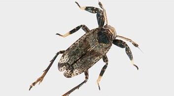 A. clavicornis – en primitiv saftsuger med særs lange antenner. (Foto: A. Staverløkk/NINA) A. clavicornis – en primitiv saftsuger med særs lange antenner. (Foto: A. Staverløkk/NINA)