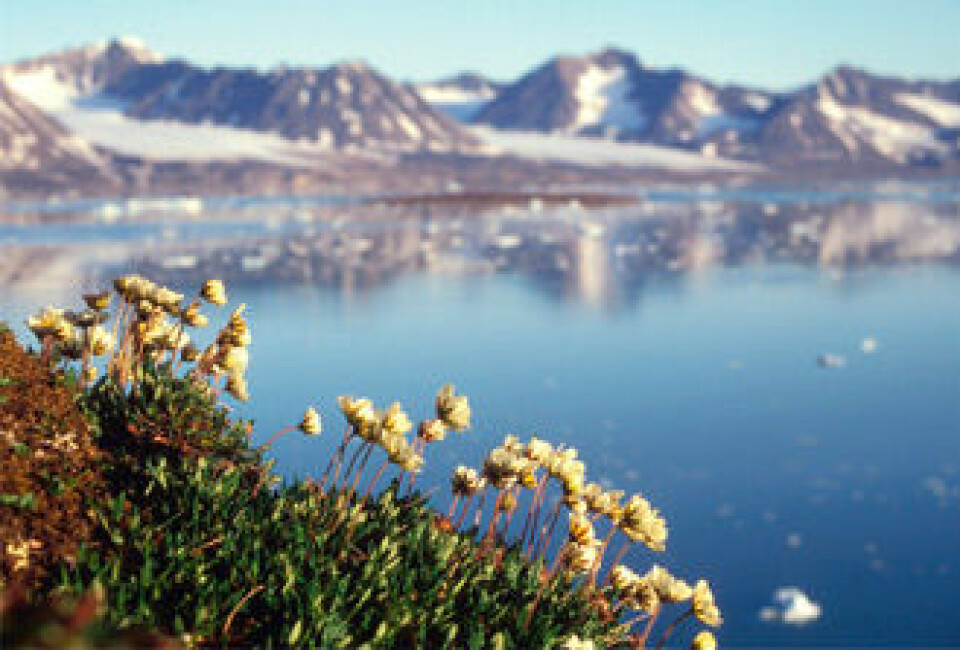 'Reinrose: Forskere har analysert plantelivet på Svalbard i en studie av klimaeffekter. Bildet med reinroser i forgrunnen er fra Kongsfjorden.'