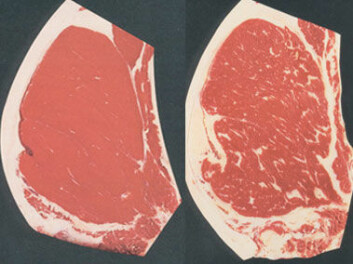 Til venstre en mager biff, og til høyre en med mye høyere intramuskulært fettinnhold. (Foto: (Illustrasjon: US Dept. of Agriculture))
