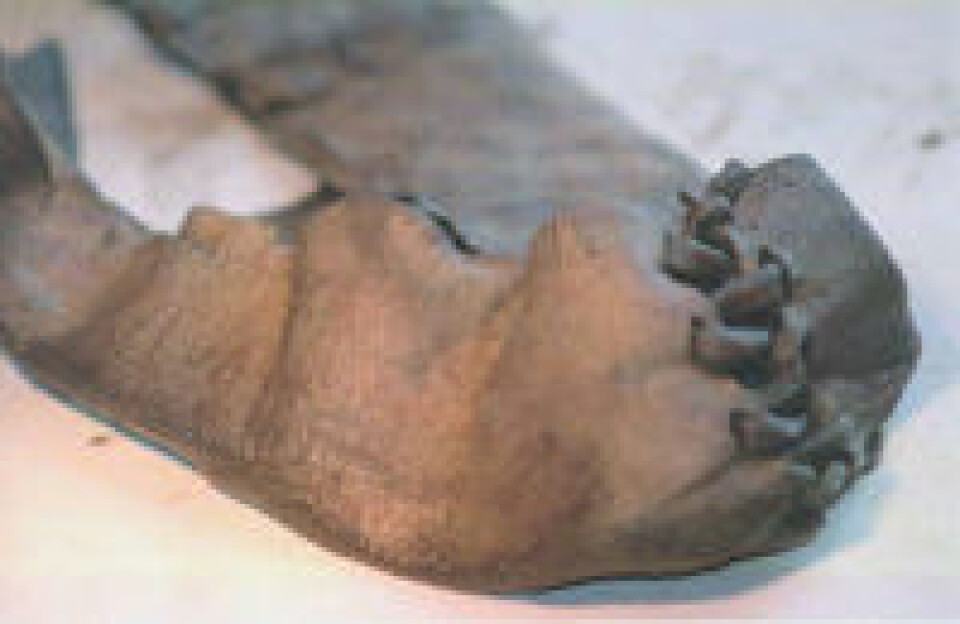 'Norges eldste sko.'