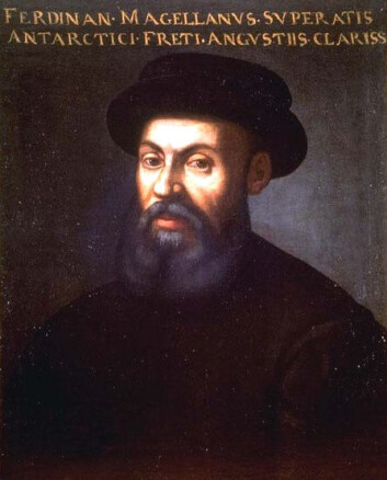 Sannsynligvis det eneste oppdagelsesfareren Ferdinand Magellan og grantreet i Trillemarka har til felles, er fødselsåret. Magellan er blitt til jord siden den gang, men grana står fortsatt og vokser. (Foto: (Bilde: Wikimedia Creative Commons)) Sannsynligvis det eneste oppdagelsesfareren Ferdinand Magellan og grantreet i Trillemarka har til felles, er fødselsåret. Magellan er blitt til jord siden den gang, men grana står fortsatt og vokser. (Foto: (Bilde: Wikimedia Creative Commons))