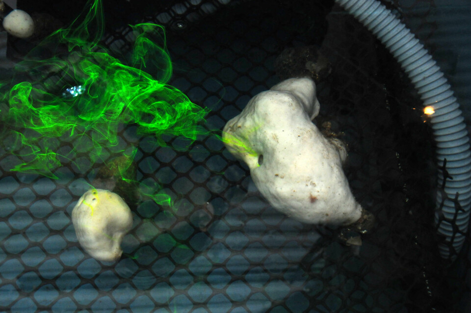 Litt farge viser hvor godt svampene filtrerer og pumper ut vann. (Foto: Kjartan Mæstad/Havforskningsinstituttet)