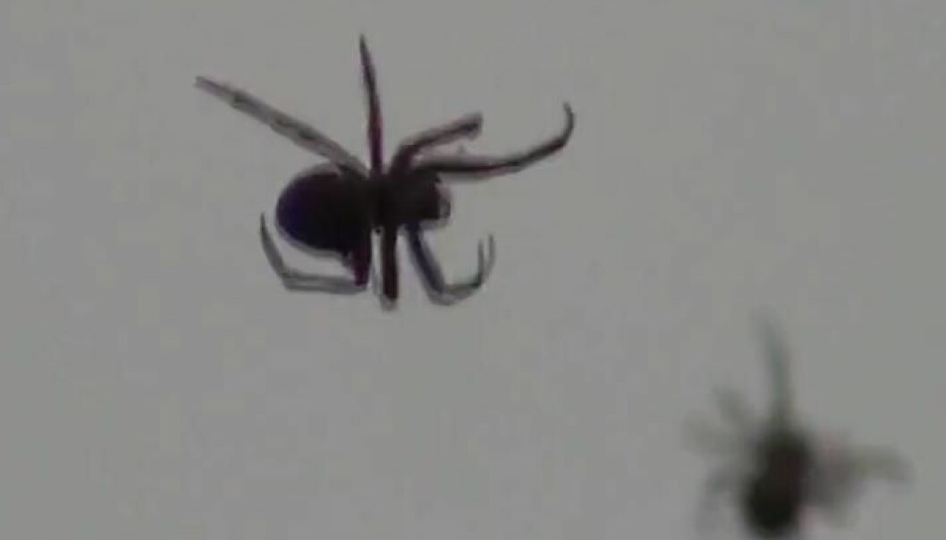 Gigantisk edderkoppkoloni i lufta sjokkerer Brasil