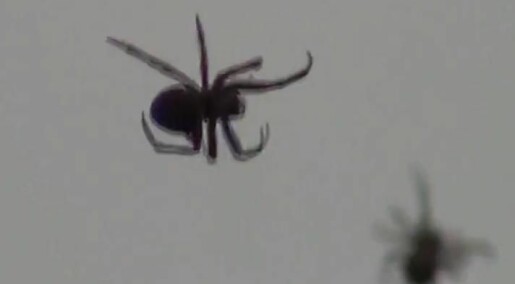 Gigantisk edderkoppkoloni i lufta sjokkerer Brasil