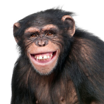 Sjimpansen er vårt søskenbarn i evolusjonsbiologisk perspektiv. (Foto: Photos.com) Sjimpansen er vårt søskenbarn i evolusjonsbiologisk perspektiv. (Foto: Photos.com)