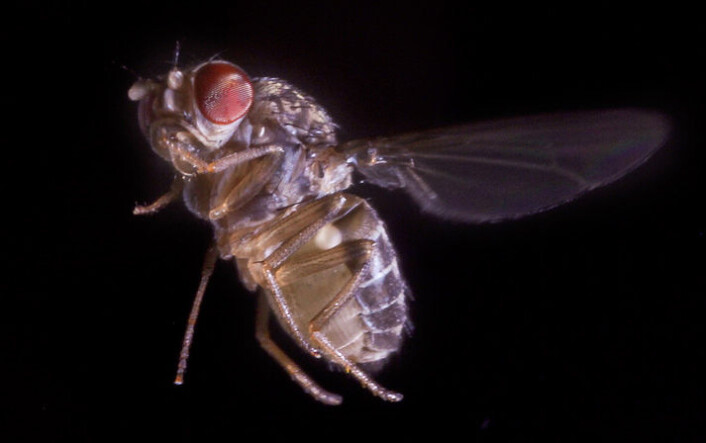 En bananflue, Drosophila hydei, flakser 200 ganger med vingene i sekundet under normal flukt, og enda fortere ved unnamanøvre. (Foto: F. Muijres og F. van Breugel, University of Washington) En bananflue, Drosophila hydei, flakser 200 ganger med vingene i sekundet under normal flukt, og enda fortere ved unnamanøvre. (Foto: F. Muijres og F. van Breugel, University of Washington)
