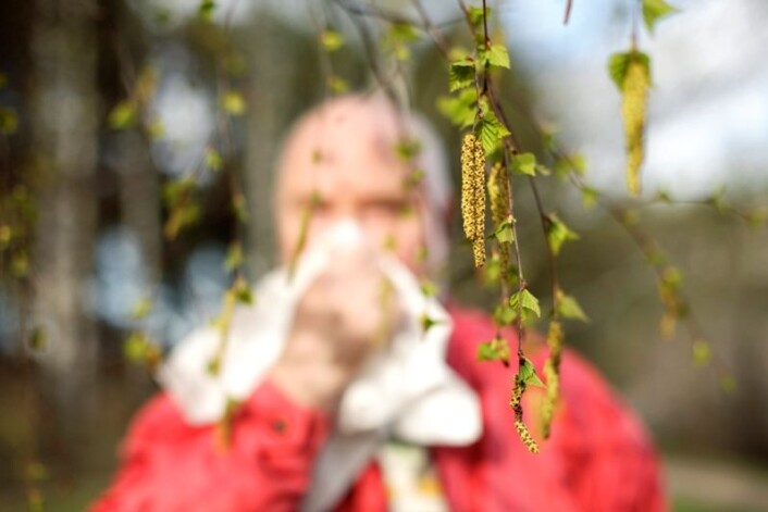 Vil allergikere få det verre i årene som kommer? Ja, både i by og bygd, mener forskere bak ny studie. (Foto: Colourbox) Vil allergikere få det verre i årene som kommer? Ja, både i by og bygd, mener forskere bak ny studie. (Foto: Colourbox)