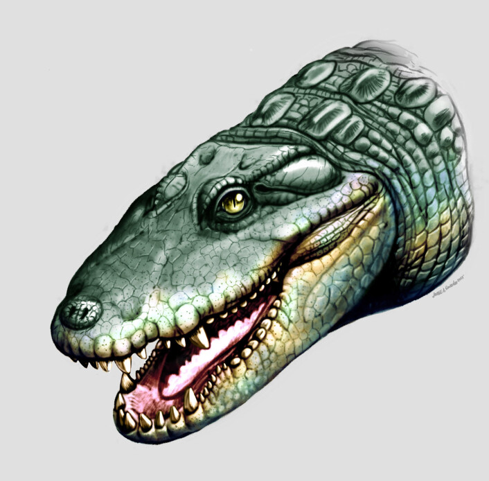 Globidentosuchus brachyrostris var en kaiman, og spiste sannsynligvis skjell, skalldyr og snegler. (Foto: (Illustrasjon: UZH)) Globidentosuchus brachyrostris var en kaiman, og spiste sannsynligvis skjell, skalldyr og snegler. (Foto: (Illustrasjon: UZH))