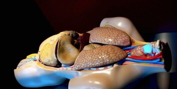 Bildet viser en torso med hodet til høyre. Leveren - som ligger like nedenfor lungene og er det mørkeste organet på bildet, har komplekse funksjoner som gjør at det er vanskelig å lage en kunstig utgave. (Foto: Morguefile) Bildet viser en torso med hodet til høyre. Leveren - som ligger like nedenfor lungene og er det mørkeste organet på bildet, har komplekse funksjoner som gjør at det er vanskelig å lage en kunstig utgave. (Foto: Morguefile)