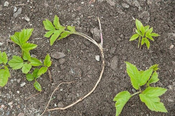 Skvallerkålen sprer seg gjennom jordstengler. (Foto: Bioforsk) Skvallerkålen sprer seg gjennom jordstengler. (Foto: Bioforsk)