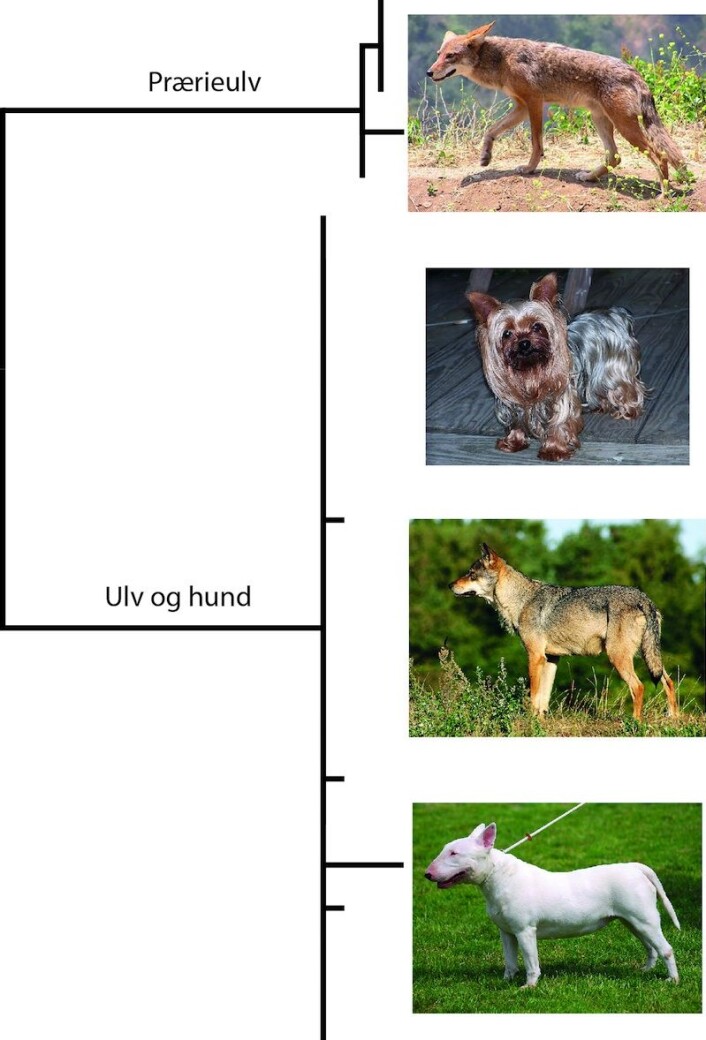 DNA-strekkoder til hund og ulv viser ingen stor forskjell til tross for store forskjeller i utseende. Så er de da heller ikke regnet som egne arter, men underarter av Canis lupus. Prærieulven derimot er regnet som egen art og skilles også genetisk med DNA-strekkoder. (Foto: Justin Johnson, Lilly M, Malene Thyssen, Wikimedia Commons) DNA-strekkoder til hund og ulv viser ingen stor forskjell til tross for store forskjeller i utseende. Så er de da heller ikke regnet som egne arter, men underarter av Canis lupus. Prærieulven derimot er regnet som egen art og skilles også genetisk med DNA-strekkoder. (Foto: Justin Johnson, Lilly M, Malene Thyssen, Wikimedia Commons)