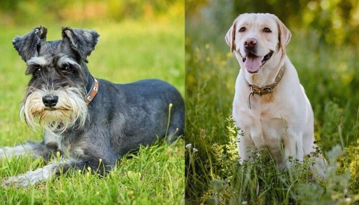 Dvergschnauzerne hadde mest problemer med aggresjon. Labrador retreiver var hunderasen som hadde minst av det. Dvergschnauzerne hadde mest problemer med aggresjon. Labrador retreiver var hunderasen som hadde minst av det.