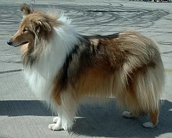 Langhåret collie var en hunderasene som ofte hadde tegn på angst.