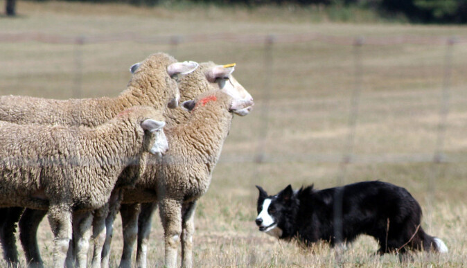 Border collie er avlet frem for å gjete husdyr. I dag jager mange av dem etter skygger og stirrer intenst. Border collie er avlet frem for å gjete husdyr. I dag jager mange av dem etter skygger og stirrer intenst.