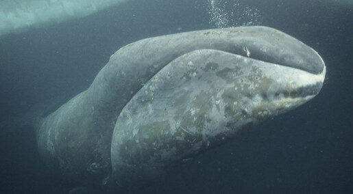 Grønlandshvalens mat er tilbake