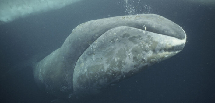 Grønlandshvalen var et ettertraktet bytte for europeiske sjøfolk på 1700- og 1800-tallet. (Foto: Nature Picture Library) Grønlandshvalen var et ettertraktet bytte for europeiske sjøfolk på 1700- og 1800-tallet. (Foto: Nature Picture Library)