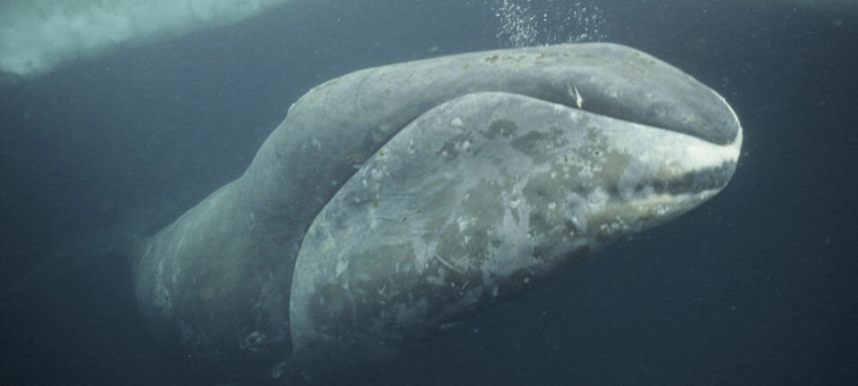 Grønlandshvalen var et ettertraktet bytte for europeiske sjøfolk på 1700- og 1800-tallet. Nature Picture Library
