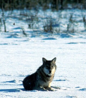 En nordisk forvaltningsplan trengs for å ivareta ulven og det biologiske mangfoldet. (Foto: Nordnatur) En nordisk forvaltningsplan trengs for å ivareta ulven og det biologiske mangfoldet. (Foto: Nordnatur)