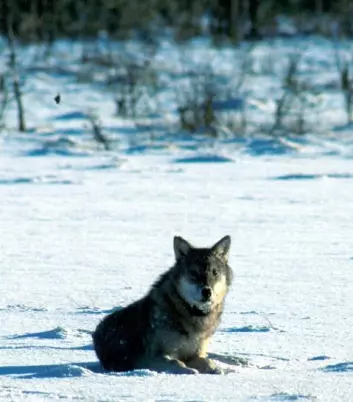 En nordisk forvaltningsplan trengs for å ivareta ulven og det biologiske mangfoldet. (Foto: Nordnatur)