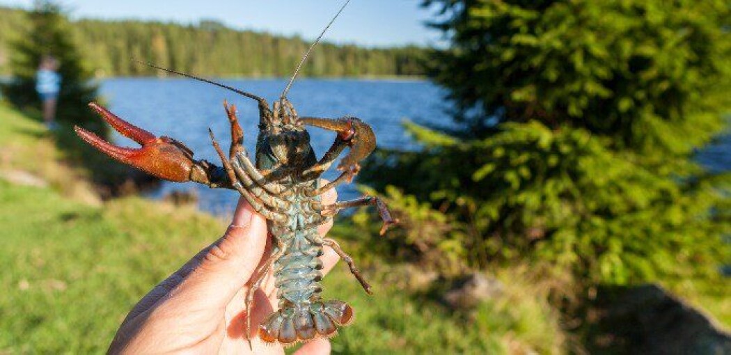 Edelkrepsen finnes naturlig i Norge. Nå kan den være truet av kreps som holdes i akvarier. Edelkrepsen finnes naturlig i Norge. Nå kan den være truet av kreps som holdes i akvarier.