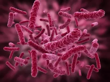 Bakterier er viktige for vår helse. Men forskerne er helt i startgropen på å forstå det komplekse samspillet mellom bakteriefloraen og menneskekroppen. (Foto: Shutterstock)