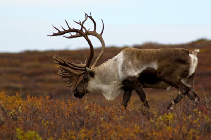 Fortidas klima har satt spor i genene til dagens bestander av reinsdyr. Bildet viser rein i Alaska. (Foto: iStockphoto.com) Fortidas klima har satt spor i genene til dagens bestander av reinsdyr. Bildet viser rein i Alaska. (Foto: iStockphoto.com)