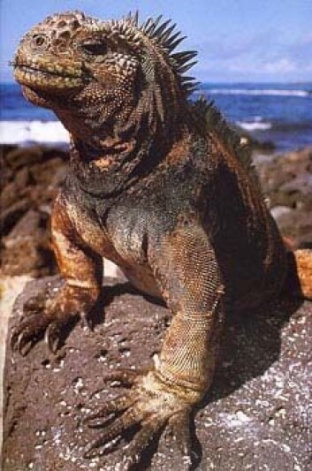 "Iguan på Galapagos." "Iguan på Galapagos."