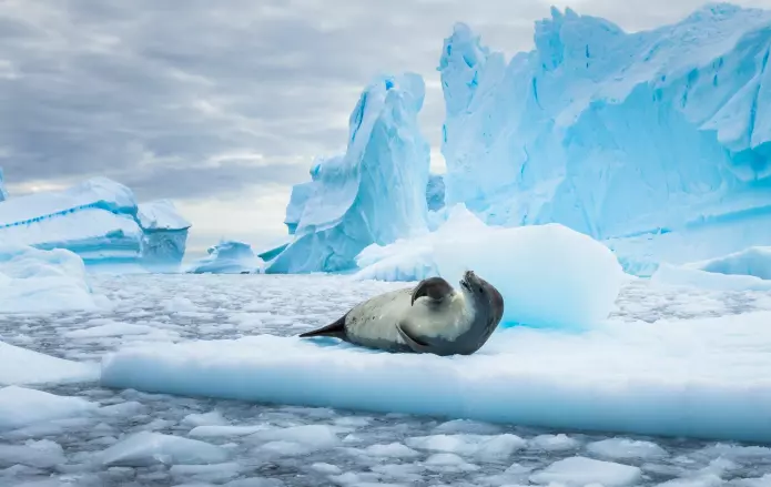 En sel tar en lur på et isflak i Antarktis. Det har ikke alltid vært så kaldt der.