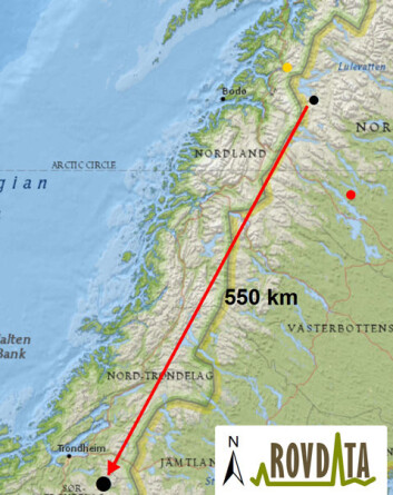 Hunngaupa L-11210 vandret fra Sarek i Sverige til Selbu kommune i Sør-Trøndelag. Den gule prikken viser det nordligste punktet som gaupa er registrert, 6. juni i Sørfold kommune i Nordland. Den røde prikken viser siste posisjon som ble mottatt fra GPS-senderen 7. september i Sverige. (Foto: (Kart: Rovdata)) Hunngaupa L-11210 vandret fra Sarek i Sverige til Selbu kommune i Sør-Trøndelag. Den gule prikken viser det nordligste punktet som gaupa er registrert, 6. juni i Sørfold kommune i Nordland. Den røde prikken viser siste posisjon som ble mottatt fra GPS-senderen 7. september i Sverige. (Foto: (Kart: Rovdata))