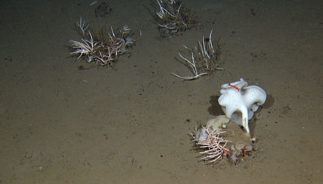 Dypvanns-svampehager dominert av glassvamper (hovedsakelig av <i>Caulophacus arcticus</i> kjent som kantarellsvamp - den store hvite svampen på bildet) og merkelige <i>cladorhizid</i>-kiselsvamper. De sist nevnte ligner på busker, trær eller flaskebørster og er de eneste rovsvampene som eter andre dyr, nemlig små krepsdyr.
Dette bildet er fra et tidligere tokt.
<br>Foto: Mareano / Havforskningsinstituttet Dypvanns-svampehager dominert av glassvamper (hovedsakelig av <i>Caulophacus arcticus</i> kjent som kantarellsvamp - den store hvite svampen på bildet) og merkelige <i>cladorhizid</i>-kiselsvamper. De sist nevnte ligner på busker, trær eller flaskebørster og er de eneste rovsvampene som eter andre dyr, nemlig små krepsdyr.
Dette bildet er fra et tidligere tokt.
<br>Foto: Mareano / Havforskningsinstituttet