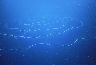 Forskere oppdaget verdens lengste dyr i havet